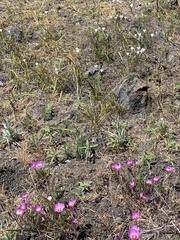 Clarkia gracilis tracyi