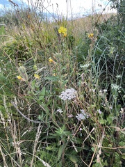Oenothera wolfii