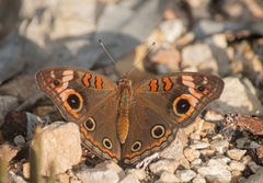 Junonia neildi