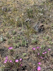 Clarkia gracilis tracyi