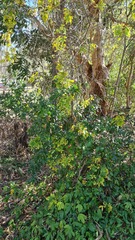 Solanum seaforthianum