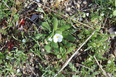 Plagiobothrys collinus californicus