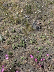 Clarkia gracilis tracyi
