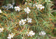 Dracophyllum recurvum