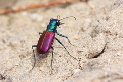 Cicindela scutellaris scutellaris