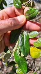 Petalostigma