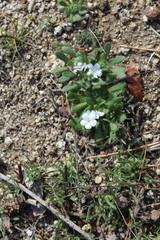 Plagiobothrys collinus californicus