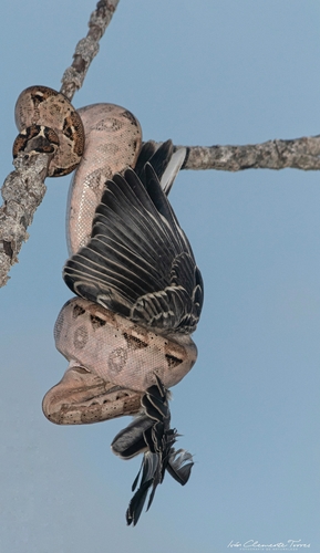 Central American Boa