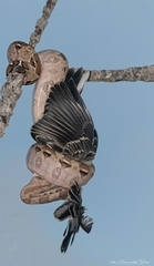 Central American Boa photo 5