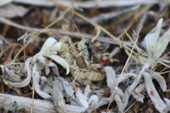 Melanoplus montanus