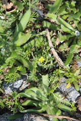 Tropidocarpum gracile