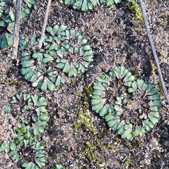 Riccia inflexa
