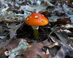 Amanita erythrocephala