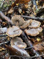 Auriscalpium umbella
