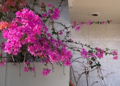 Bougainvillea