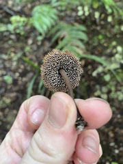 Auriscalpium umbella