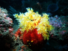 Pseudocolochirus violaceus