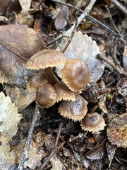 Auriscalpium umbella