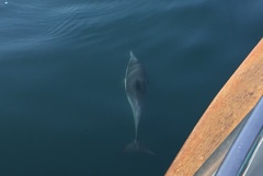 Delphinus delphis