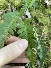 Polypodium amorphum