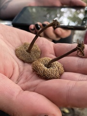 Auriscalpium umbella