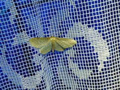 Idaea sylvestraria