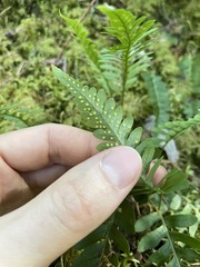 Polypodium amorphum