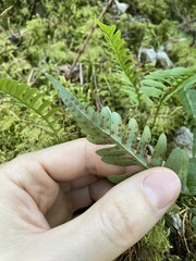 Polypodium amorphum