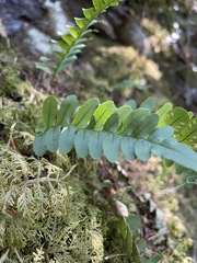 Polypodium amorphum