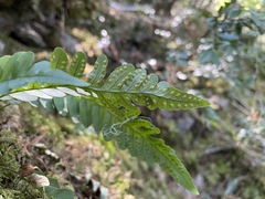 Polypodium amorphum