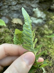 Polypodium amorphum