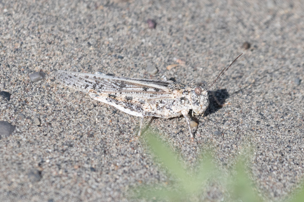 Rehn's Dune Grasshopper