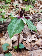 Trillium stamineum