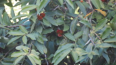 Diospyros discolor