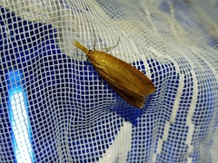 Schoenobius gigantella