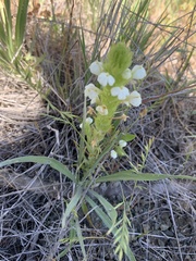 Castilleja rubicundula rubicundula