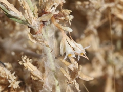 Cuscuta salina