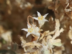 Cuscuta salina