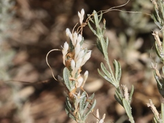 Cuscuta salina