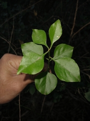 Schaefferia argentinensis