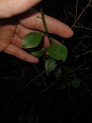 Schaefferia argentinensis