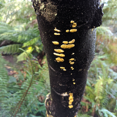 Hypocrea megalosulphurea