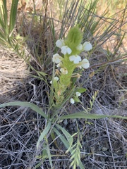Castilleja rubicundula rubicundula