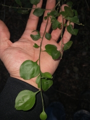 Schaefferia argentinensis