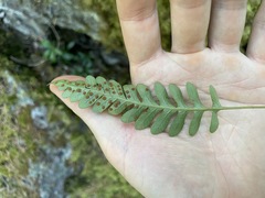 Polypodium amorphum