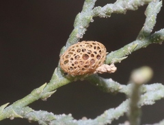 Coniatus splendidulus