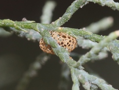 Coniatus splendidulus