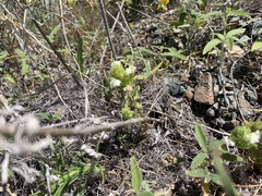 Castilleja rubicundula rubicundula