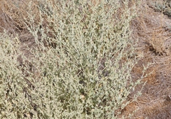 Atriplex argentea