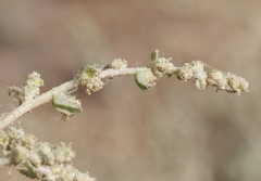 Atriplex argentea